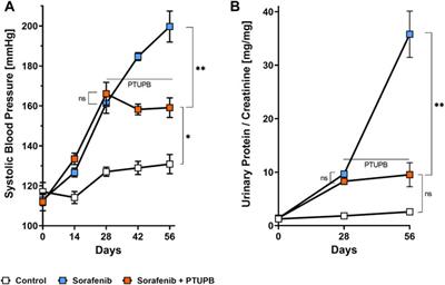 Dual sEH/COX-2 Inhibition Using PTUPB—A Promising Approach to Antiangiogenesis-Induced Nephrotoxicity